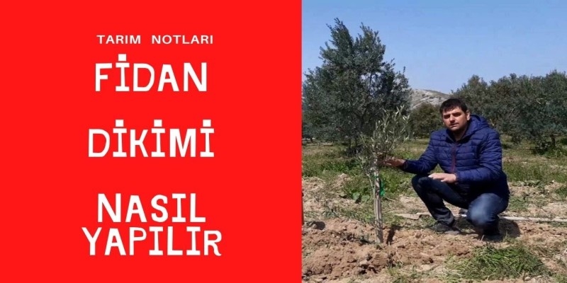 FİDAN DİKİMİ NASIL YAPILIR