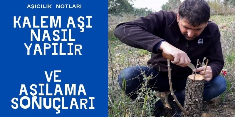 KALEM AŞI NASIL YAPILIR VE AŞILAMA SONUÇLARI