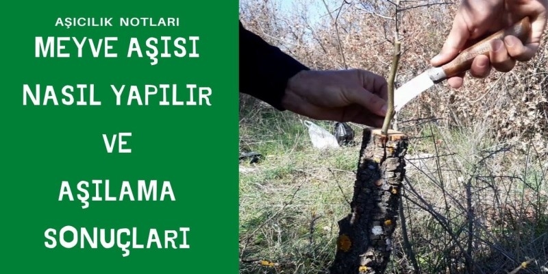 MEYVE AŞISI NASIL YAPILIR VE AŞILAMA SONUÇLARI