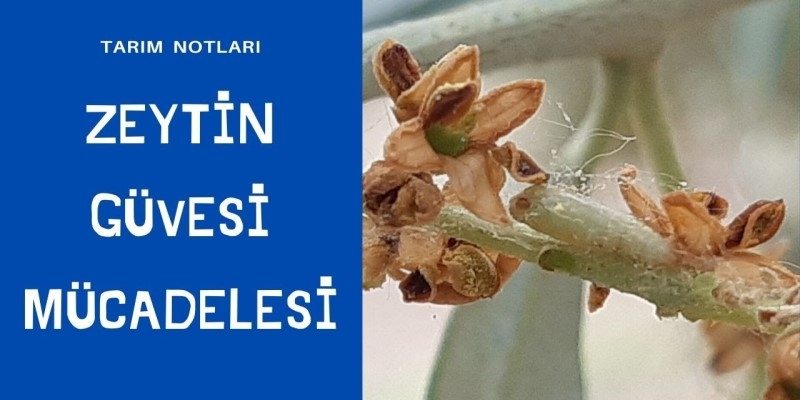 ZEYTİN GÜVESİ MÜCADELESİ