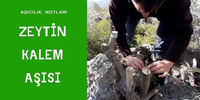 ZEYTİN KALEM AŞISI