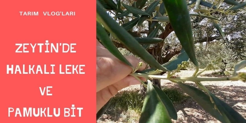 ZEYTİNDE HALKALI LEKE VE PAMUKLU BİT